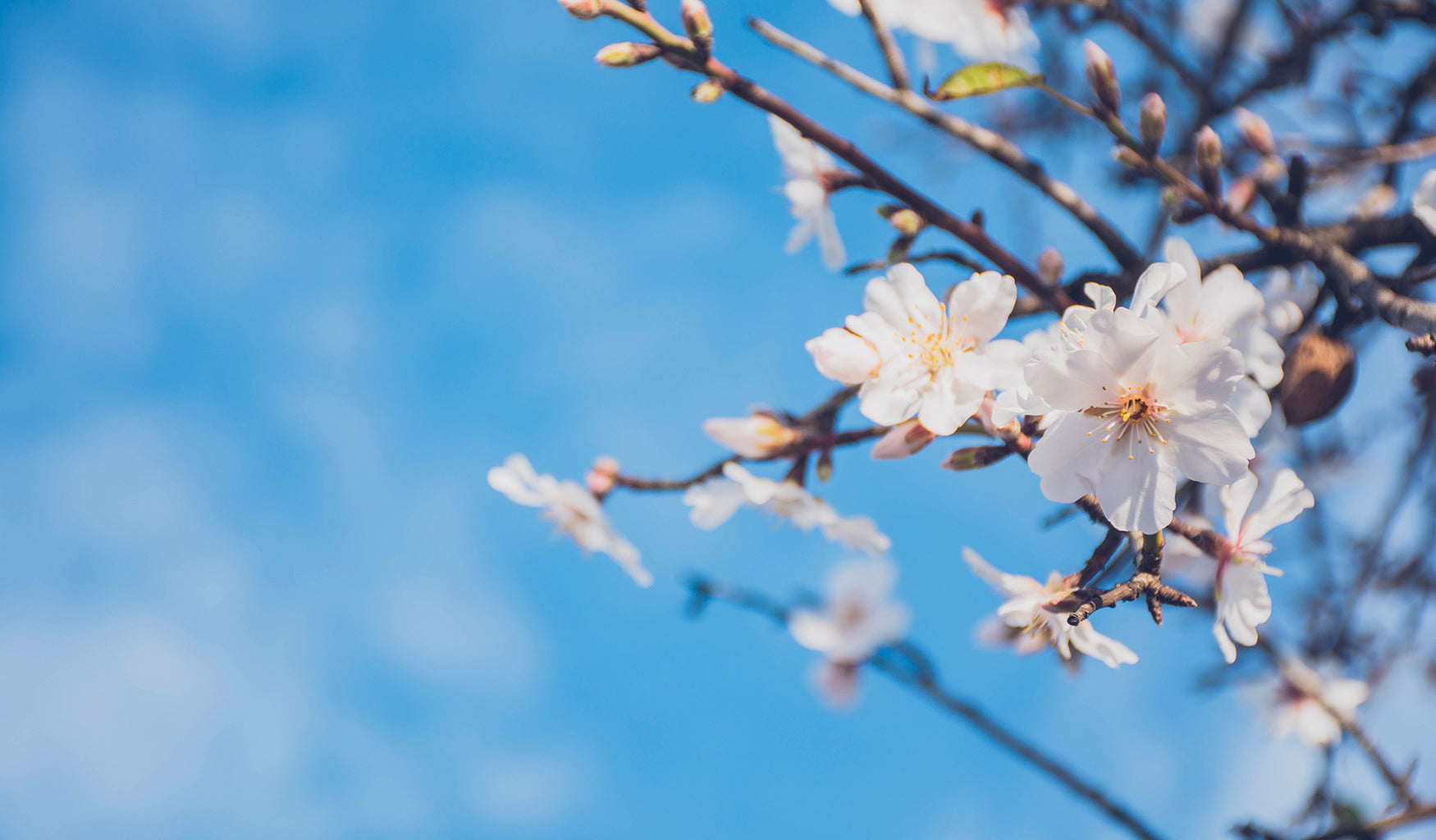 A brief history of the Almond Tree...